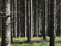 Boomstammen in Zweeds sparrenbos in de zon