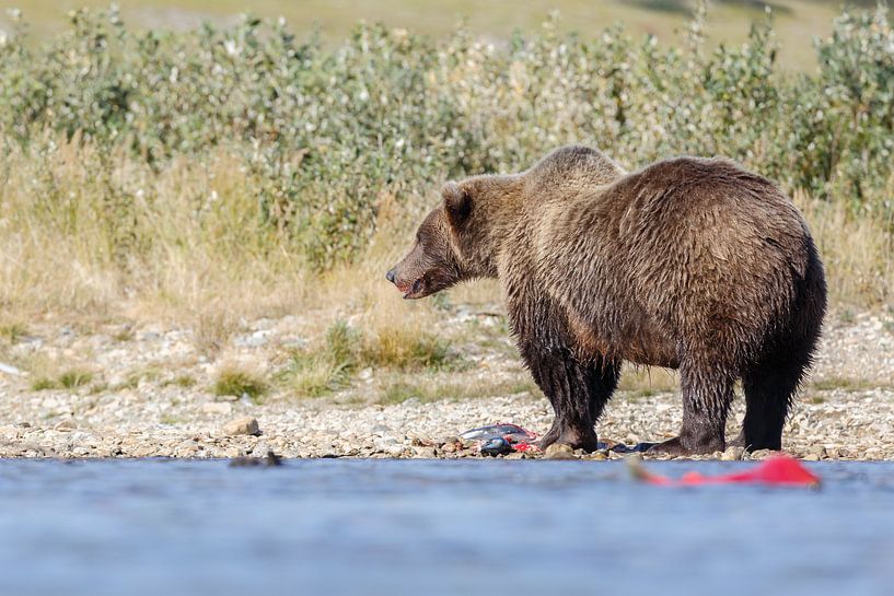 Een grizzly beer par Menno Schaefer