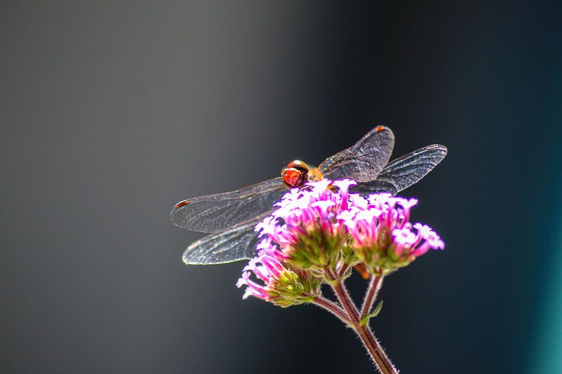 Peekaboo von Shirley Douwstra