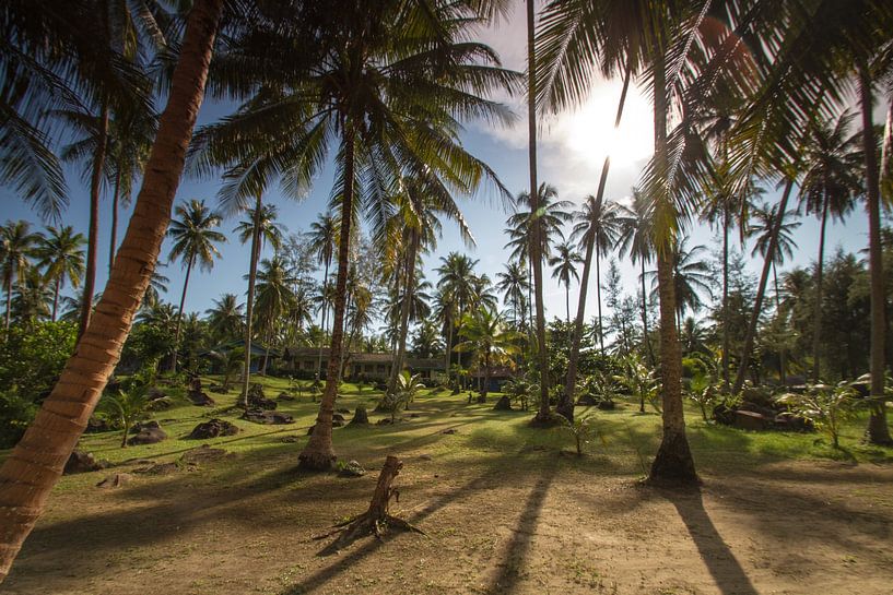 Palm garden on Ko Kut by Levent Weber
