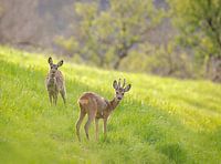 "Rehe auf einer Waldlichtung"