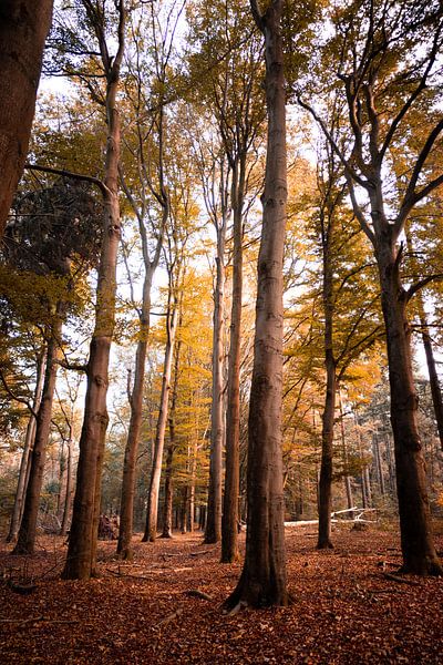 Autumn trees by Jim Plaum