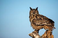 Schöner Uhu mit offenem Schnabel