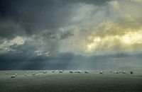 Early morning on the farm