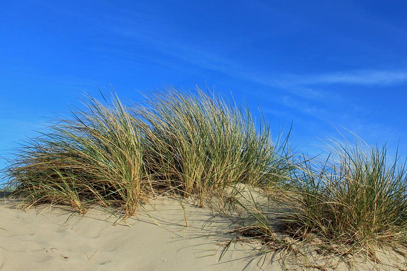 Maidünen par Ostsee Bilder