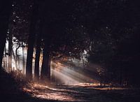 Sonnenharfen durch die Malpie