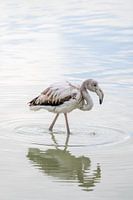 Young flamingo at the water's edge