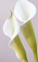 Calla