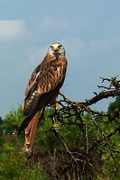 Red kite on the Veluwe
