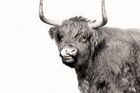 Schotse Hooglander (foto met olieverf uitstraling)