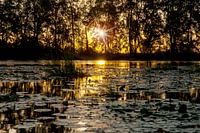 Sunset over a lagoon in the Commewijne district, Suriname