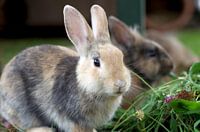 Les lapins nains mangent du vert frais
