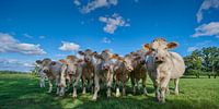 Curious French cows in the Auvergne region