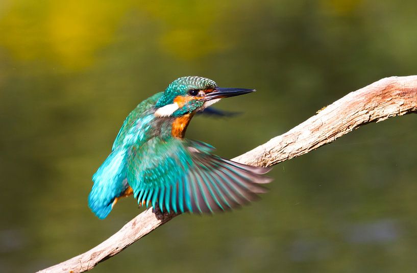 Auf zu neuen Abenteuern von Ursula Di Chito