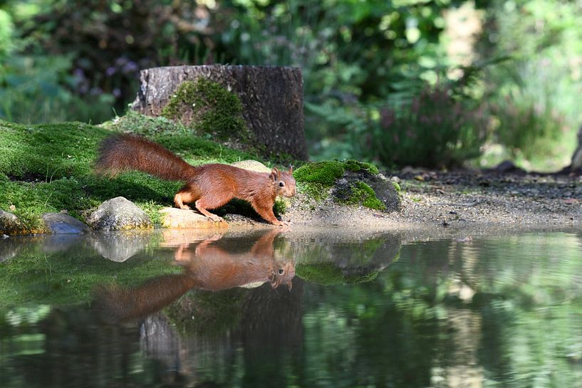 Squirrel by Hielkje Koen