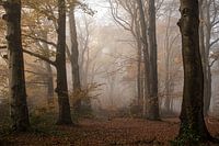 The Veluwe, the forest in the mist in orange autumn