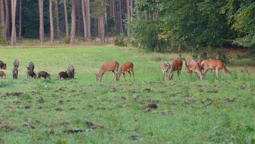 Herten, Zwijnen par Gijs van Veldhuizen