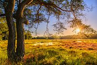 Sonnenuntergang auf dem Feld