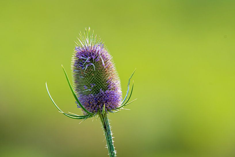 Chardon par Merijn Loch