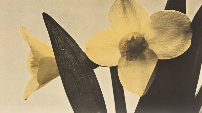 Daffodils by Franka Poulain