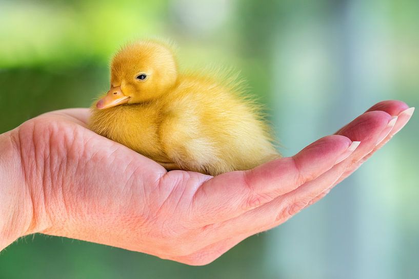 Yellow newborn chick of white duck sitting on female hand by Ben Schonewille