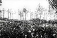 Junge Bäume im Frühjahr stehen zwischen ihren abgesägten Ästen