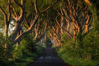 Dark Hedges (Co. Antrim, Irlande du Nord)