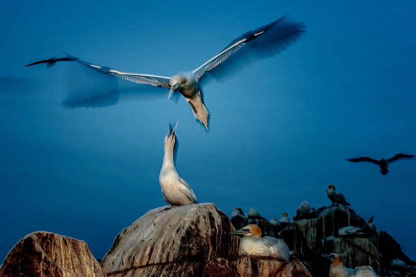 Gannet, Ireland by Maarten van der Voorde