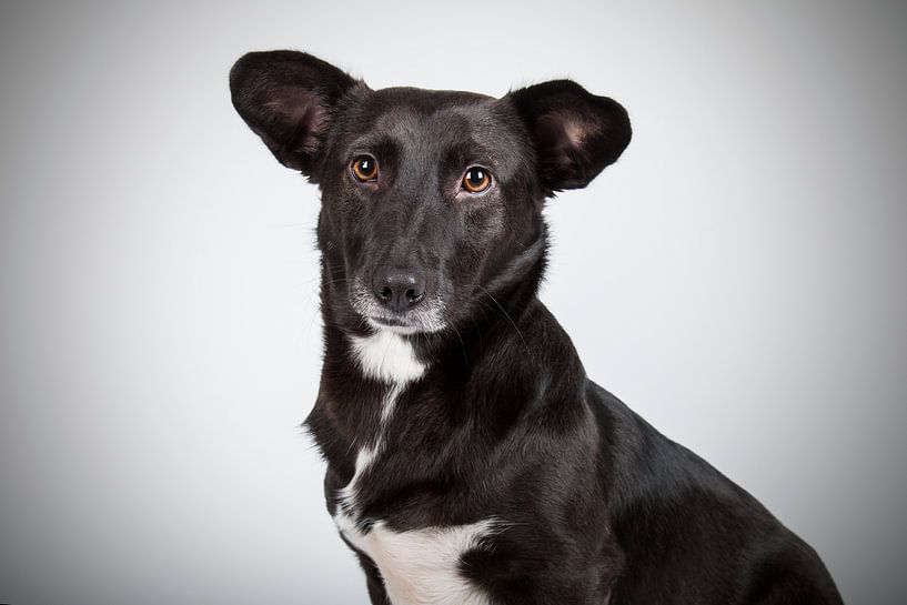 Dog in the studio by Lotte van Alderen