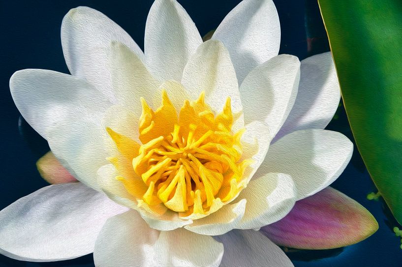 Witte waterlelie - 01 von André Scherpenberg