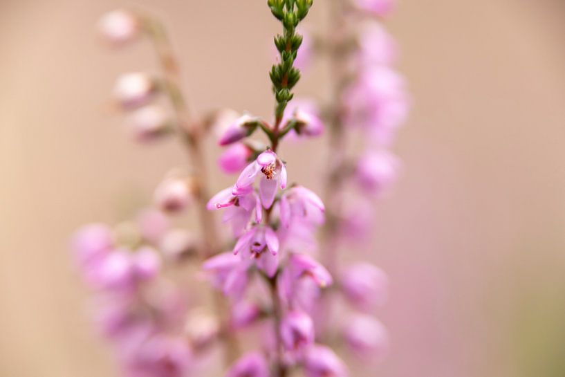 pastel colors of heather, nature | fine art photo by Karijn | Fine art Natuur en Reis Fotografie