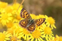 Un papillon jaune pollinise une fleur jaune en Nouvelle-Zélande
