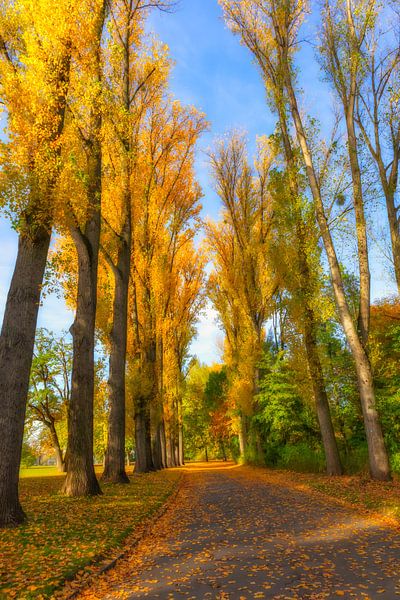 Herbst Allee by Dagmar Marina