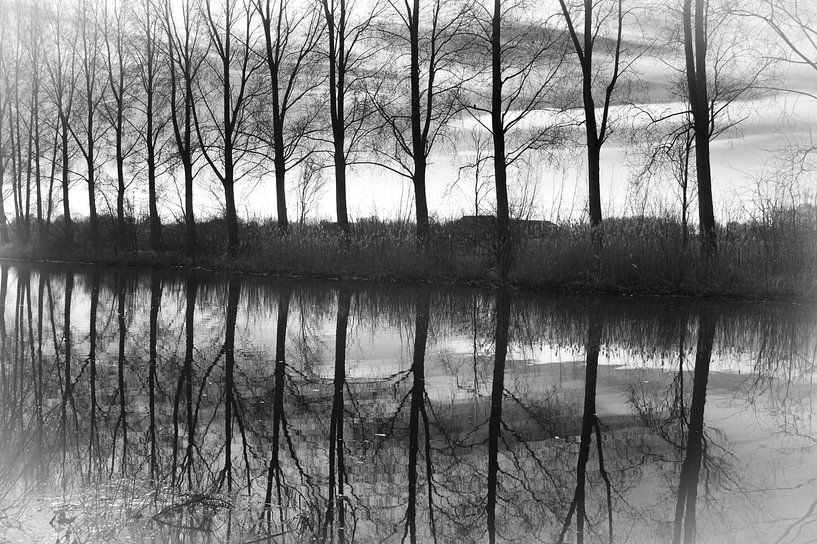 Bomenrij van RM Photographics