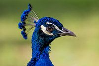 Portrait of a peacock