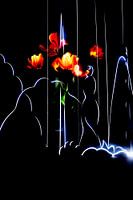 Blooming tulips interplay with dancing lights.