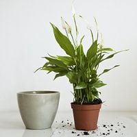 spathiphyllum 3