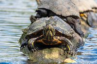 Schildkröte im Sonnenlicht