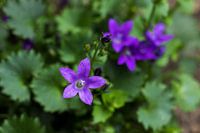 Campanula