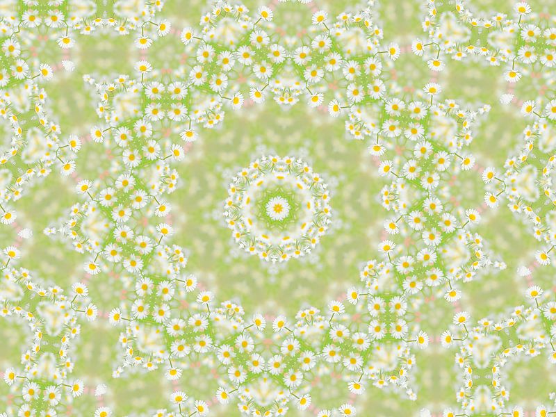 Daisies Dream by Caroline Lichthart