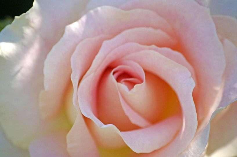 Rosa Rose by Wiebke Blume