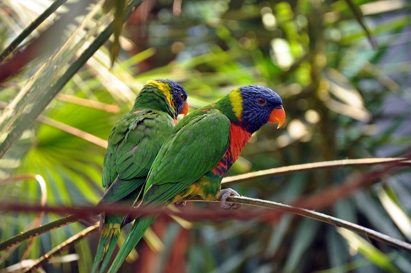 Lorre in Grün von Ruud Ravensbergen