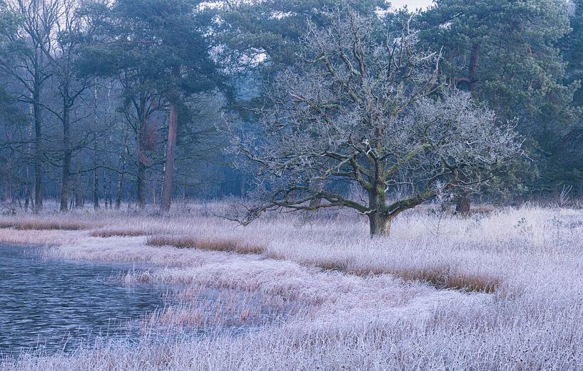 Naturschutzgebiet Nationalpark Dwingelderveld (Drenthe) - Niederlande von Marcel Kerdijk