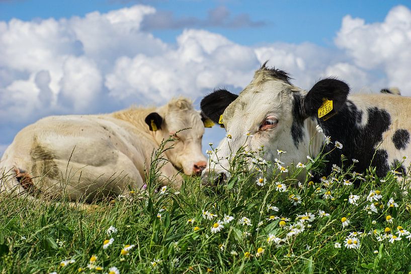 Meadows of heaven - Resting steak :-) by Tieme Snijders