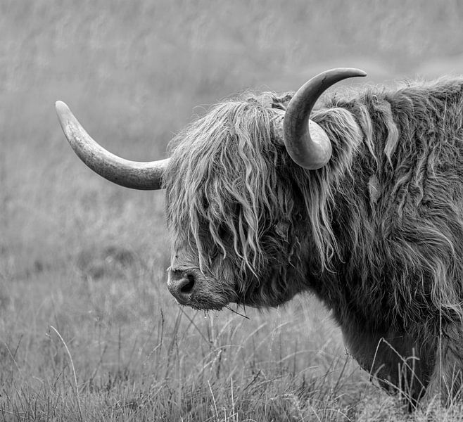 Scottish Highlander by Marian van der Kallen Fotografie