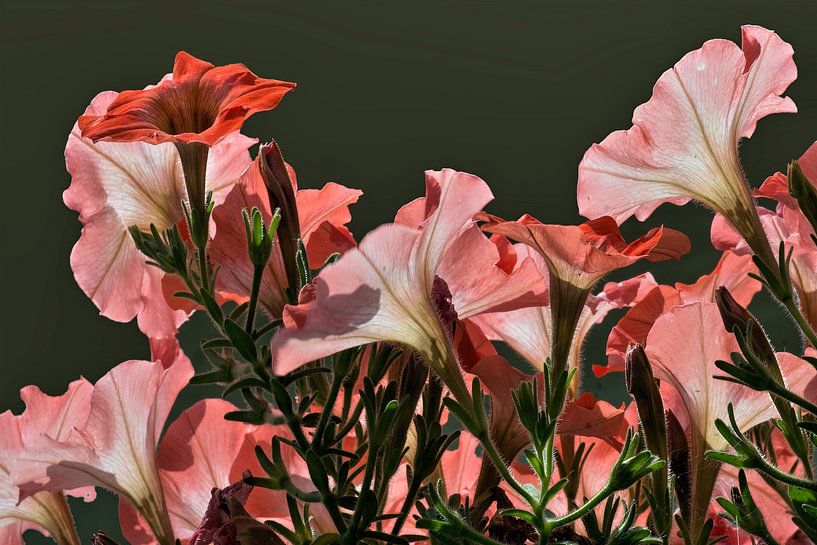 Petunie von Mario de Lijser