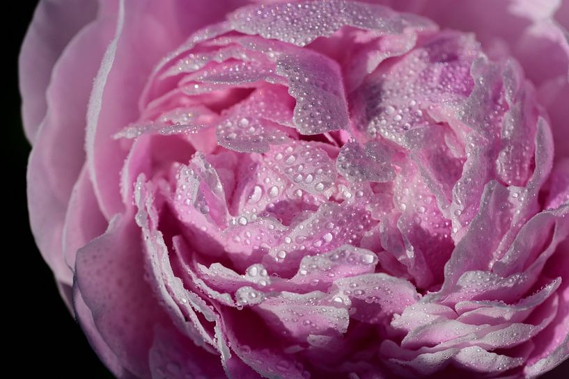 Pivoine avec des gouttes par Ulrike Leone