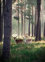 Hirsche in der Morgendämmerung