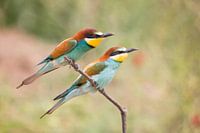 Vögel | Zwei Bienenfresser - Griechenland