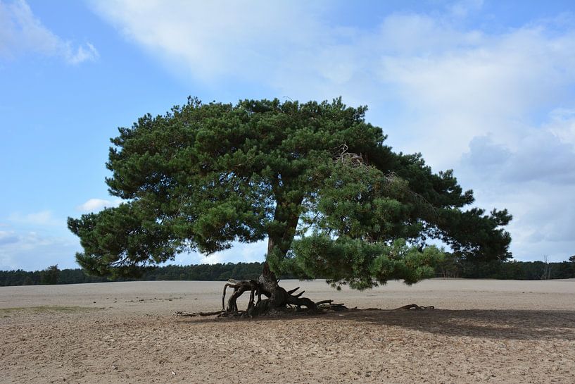 Tanzender Baum im Treibsand der Lange Duinen Soest von My Footprints